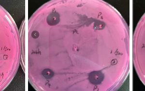 西宝生物KroVin300防腐剂抑菌实验和效果 - 酵母菌篇 