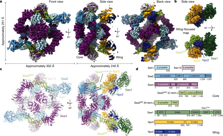 SEA复合体的Cryo-EM结构