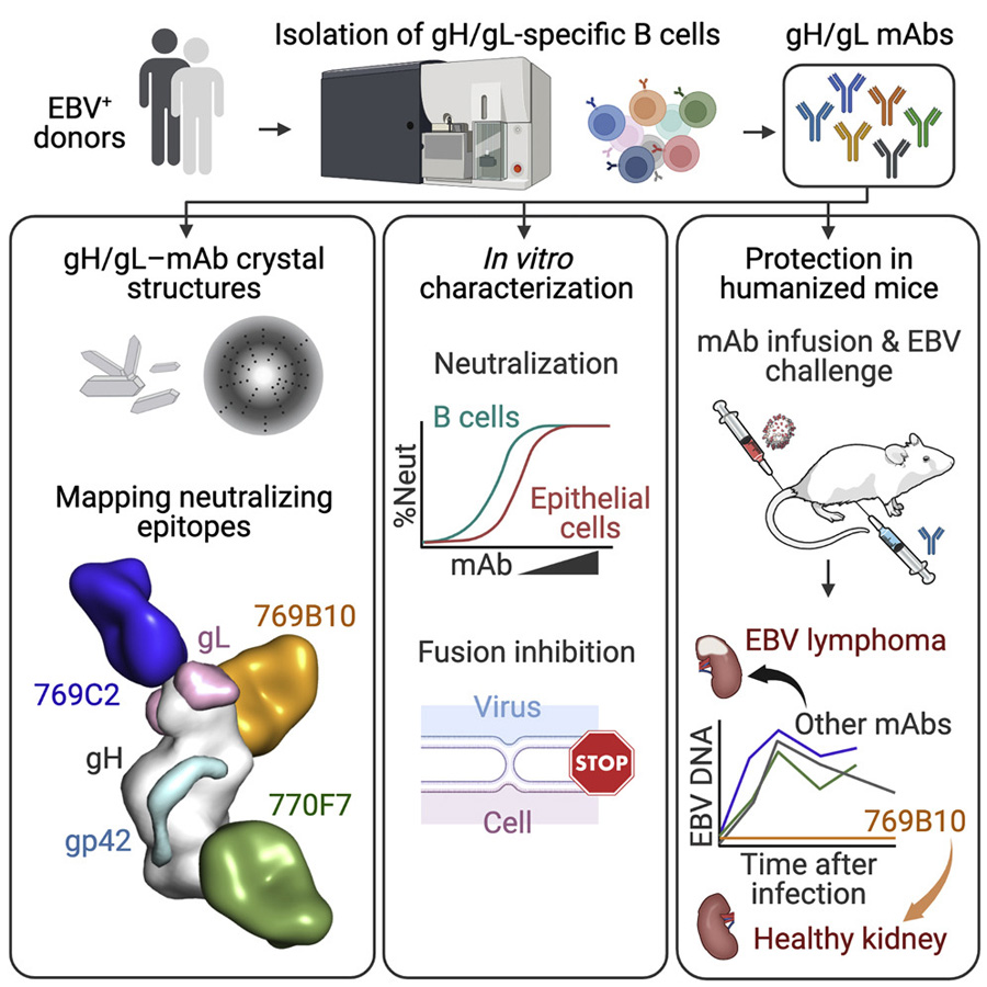 针对EB病毒表面的两种关键蛋白质（gH和gL）开发出研究性单克隆抗体