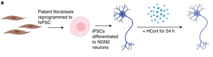 人诱导多能干细胞衍生神经元因氢化可的松引起的基因表达改变