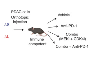 Nature Cancer公布一种新的基于CRISPR的技术，可以切割癌症基因组并研究拷贝数的变化