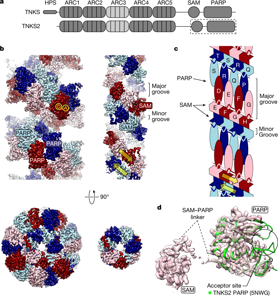 TNKS2蛋白SAM–PARP的丝状结构