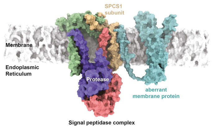 信号肽酶复合物识别突变膜蛋白的假设模型。疾病相关的Cx32突变体在模型中与信号肽酶复合物的SPCS1亚基相互作用