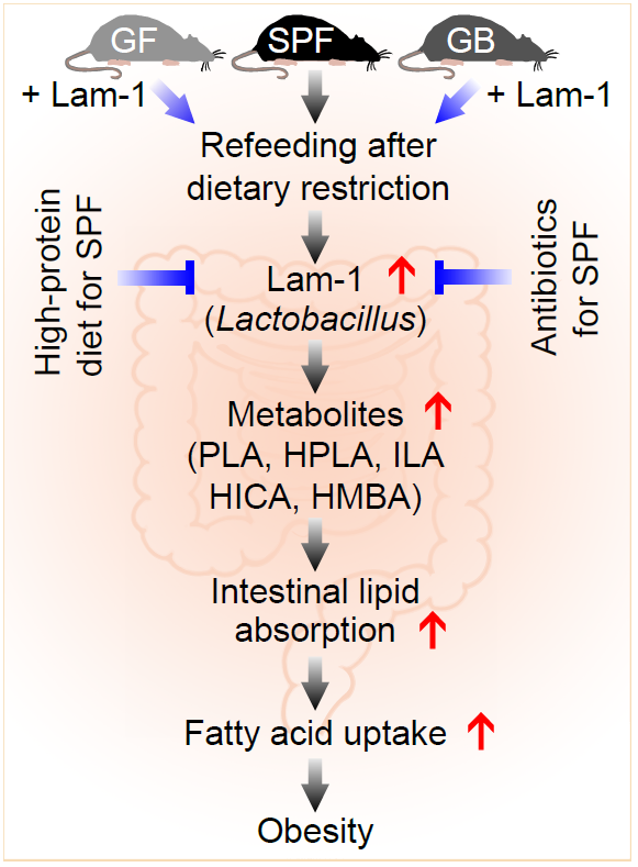 节食会导致肠道中一种乳酸杆菌(Lam-1)丰度大幅增加，并进一步影响相应代谢物的水平