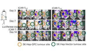 Nature子刊：基因修饰提高了iPSC衍生CAR-T细胞对实体肿瘤的治疗效果
