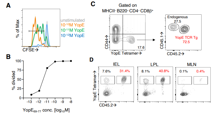 YopE TCR转基因T细胞的特性。