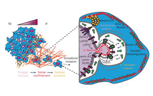 奇特的蛋白能让癌细胞改变细胞核形状，并扩散到全身！