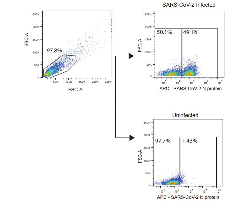 通过流式细胞术检测SARS-CoV-2感染细胞的门控策略