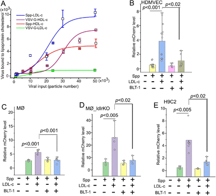 LDL-c增强Spp进入细胞的能力可被SR-B1抑制剂BLT-1阻断