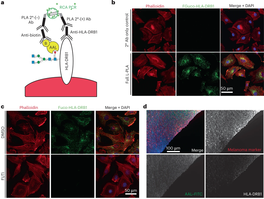 岩藻糖基化的HLA-DRB1免疫荧光显像