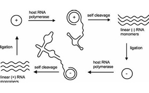《Cell》深度挖掘人类RNA病毒的远亲——类病毒