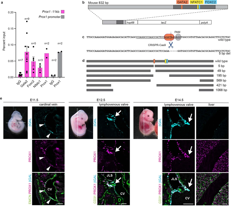 Prox1−11kb增强因子驱动淋巴内皮细胞的报告基因表达以及瓣膜中的高水平表达