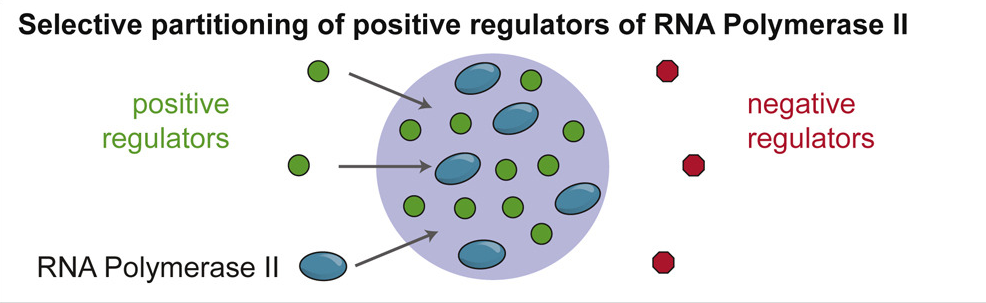 RNA聚合酶II正调控因子的选择性分配