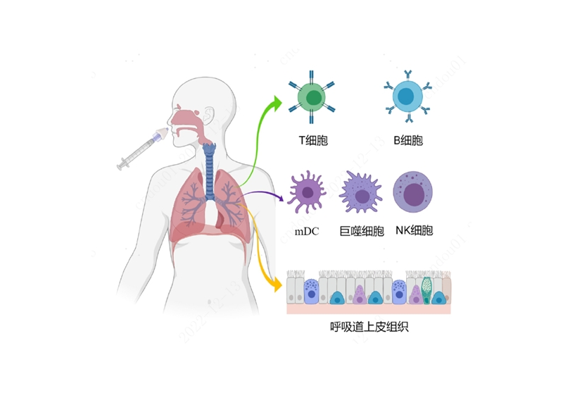 鼻喷新冠疫苗引发多维度呼吸道局部保护性免疫