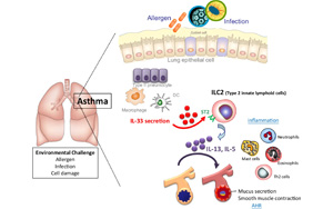 Science子刊：对过敏性哮喘的保护—先天淋巴样细胞