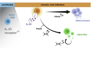 Immunity：免疫系统的“马拉松选手”