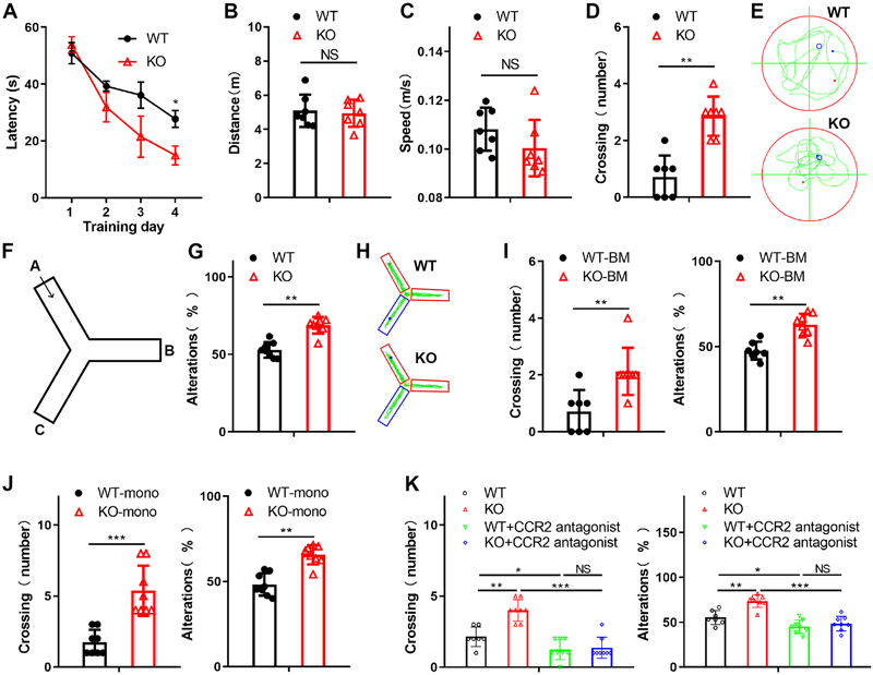 单核细胞衍生巨噬细胞METTL3缺乏可减轻Aβ诱导的AD症状