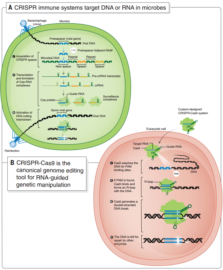 微生物中的 CRISPR 自我防御系统和 CRISPR-Cas9 基因编辑系统