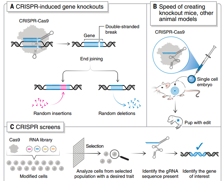 CRISPR 敲除和 CRISPR 筛选的流程