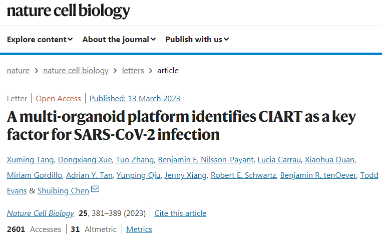 CIART基因的活性是引发COVID-19病毒感染的关键因素