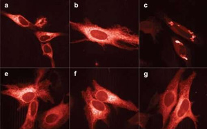 Nature Methods:新的亮红色荧光蛋白
