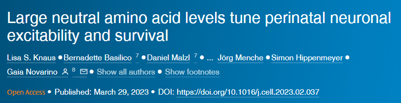 中性氨基酸水平调节围产期神经元的兴奋性和存活率