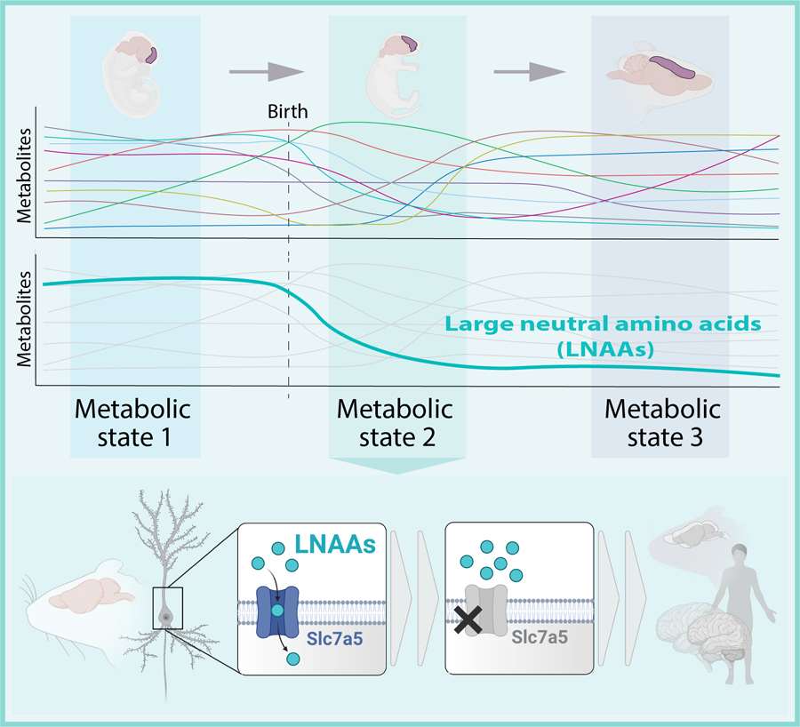 科学家们评估了小鼠大脑发育过程中大脑皮层代谢物组成的变化