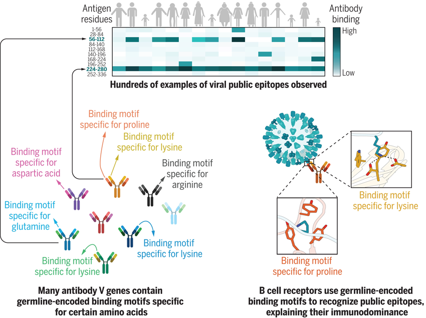 抗体对免疫显性公共表位的反复反应是由GRAB基序驱动