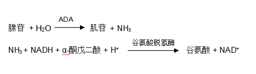 腺苷脱氨酶（ADA）谷氨酸脱氢酶法检测原理