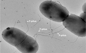 肠道细菌自发躲避抗生素攻击的“武器”