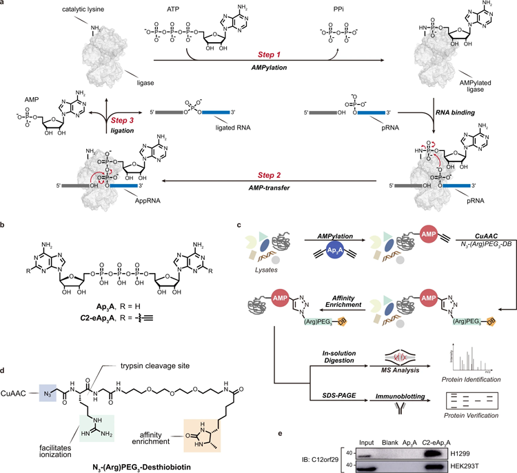 RNA连接酶机制和用修饰的Ap3A探针通过化学蛋白质组学鉴定C12orf29