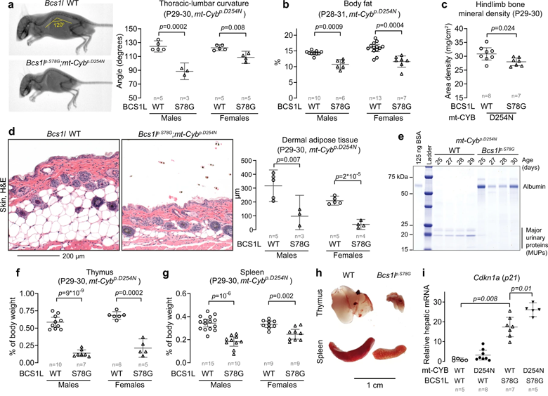 cs1lp.S78G纯合子小鼠的类孕激素表型和细胞衰老