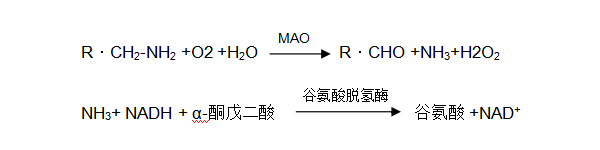 单胺氧化酶（MAO）检测