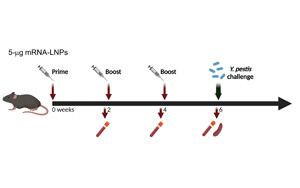 Science子刊：世界首个能抵御致死性细菌感染的mRNA疫苗问世