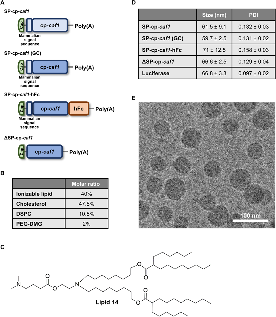 整个研究中使用的mRNA-LNPs制剂的结构设计、物理化学特性以及SP-cp-caf1 mRNA-LNPs引起的免疫反应