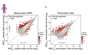细胞“巡航控制”系统保护神经细胞中的RNA水平
