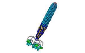 Nature子刊：首次绘制出一种常用的噬菌体结构