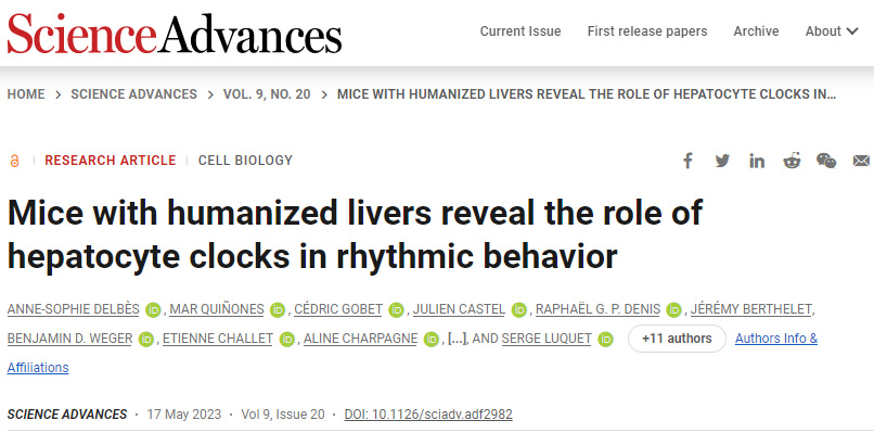 研究表明肝细胞会影响人体内部的生物钟