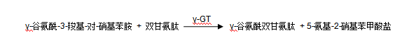 γ-谷氨酰转移酶（γ-GT）检测原理