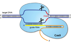PNAS：基于CRISPR/cas9的基因驱动可以抑制农业害虫