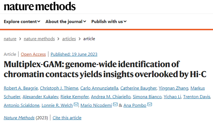 研究人员开发出基因组结构测绘(GAM)技术可以窥视基因组