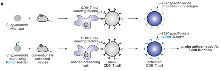 工程化表皮葡萄球菌诱导产生肿瘤特异性T细胞示意图