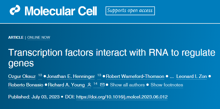 研究发现RNA结合使转录因子在DNA结合位点附近停留的时间更长，有助于微调基因表达