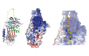 肝素结合蛋白（HBP）-磁微粒化学发光法（吖啶酯） /荧光免疫层析解决方案