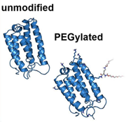未交联与PEG交联蛋白