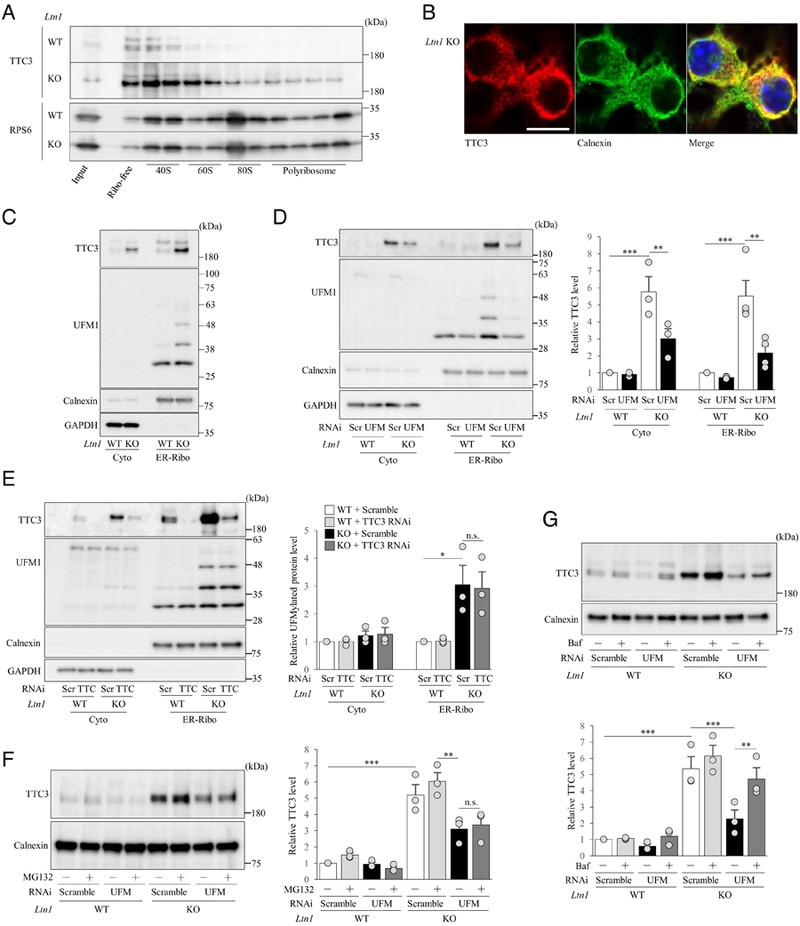 TTC3蛋白在Ltn1 KO神经元的40S亚单位中积累