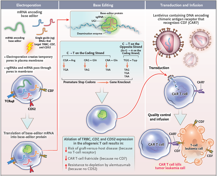 碱基编辑供体T细胞靶向T细胞白血病