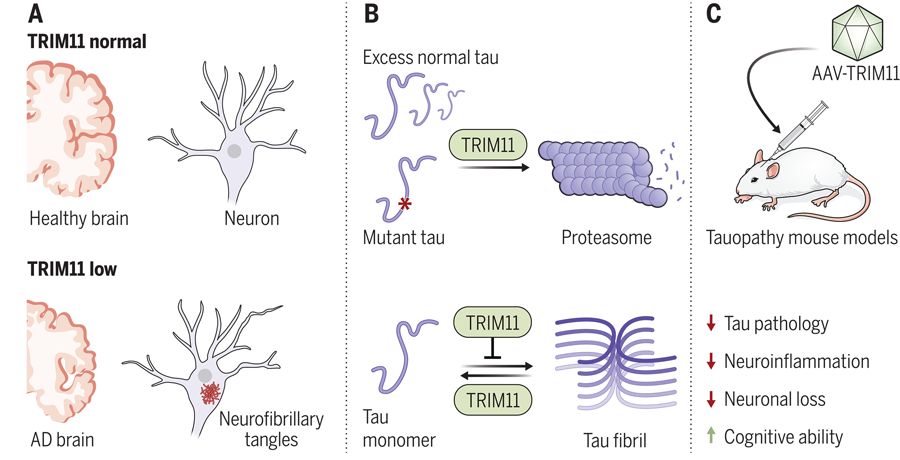 TRIM11在AD脑中的抑制作用及其修复的潜在治疗益处
