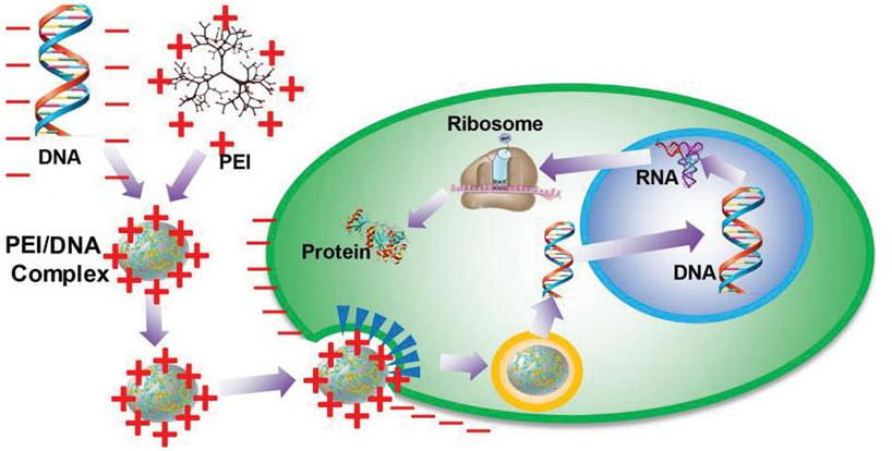PEI转染原理