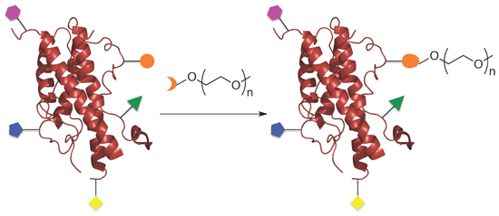 PEG Modification of Proteins